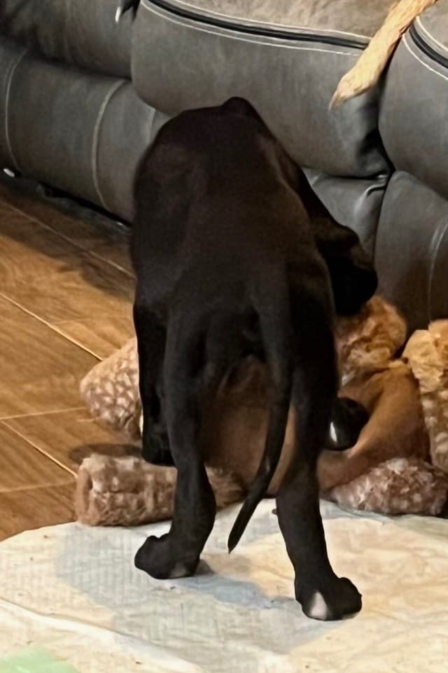 Great Dane Puppies media 5