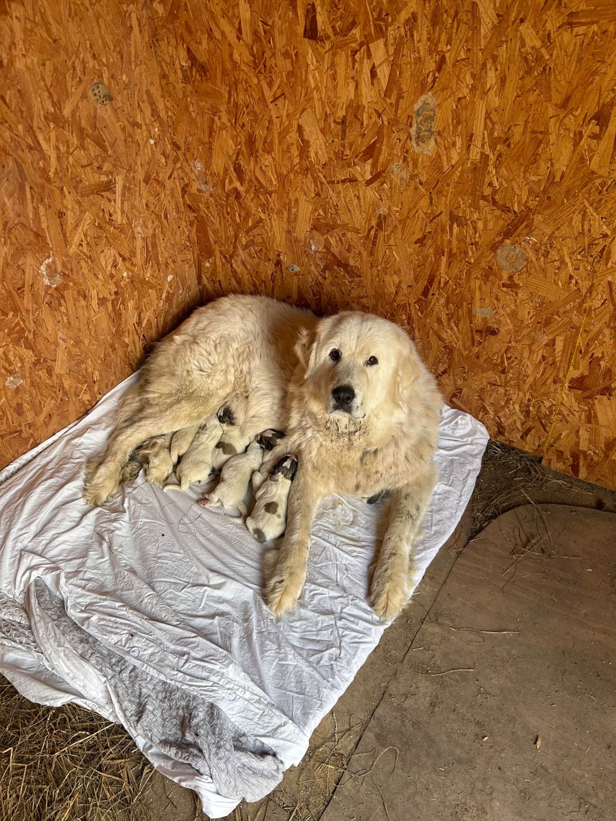 OFA Pups Coming This Fall! breeder image 1