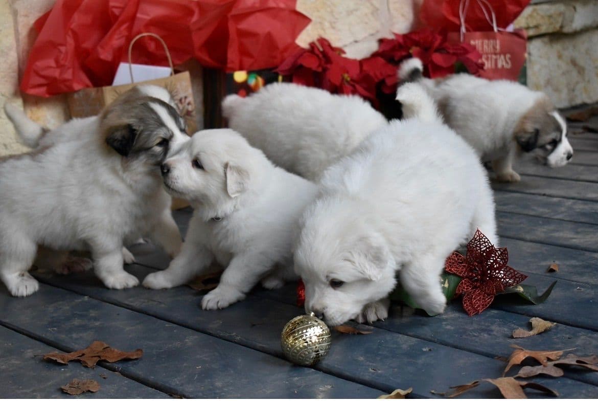 OFA Pups Coming This Fall! breeder image 3
