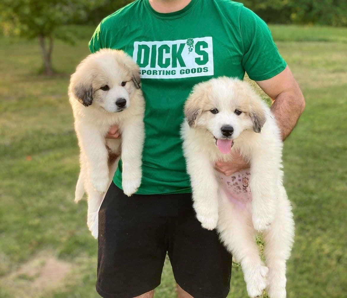 OFA Pups Coming This Fall! breeder image 4