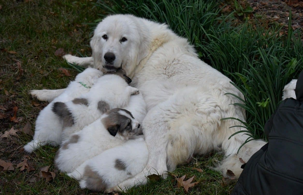 OFA Pups Coming This Fall! breeder image 7