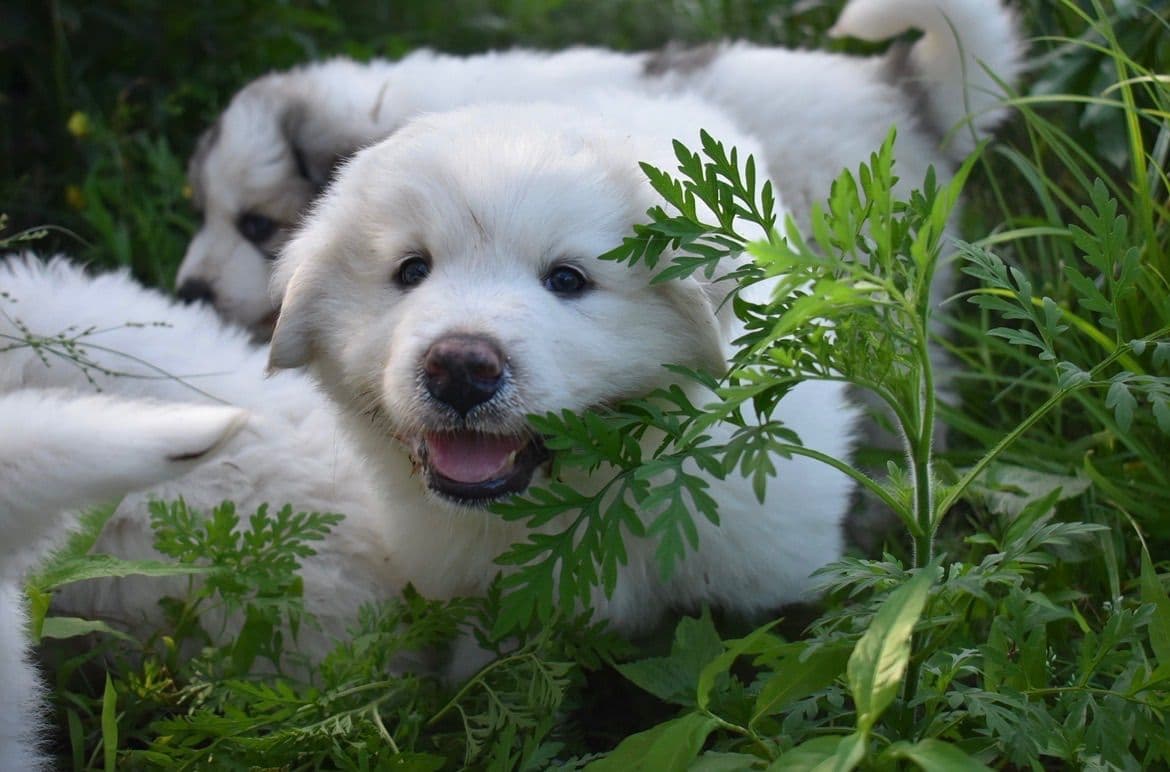 OFA Pups Coming This Fall! breeder image 6