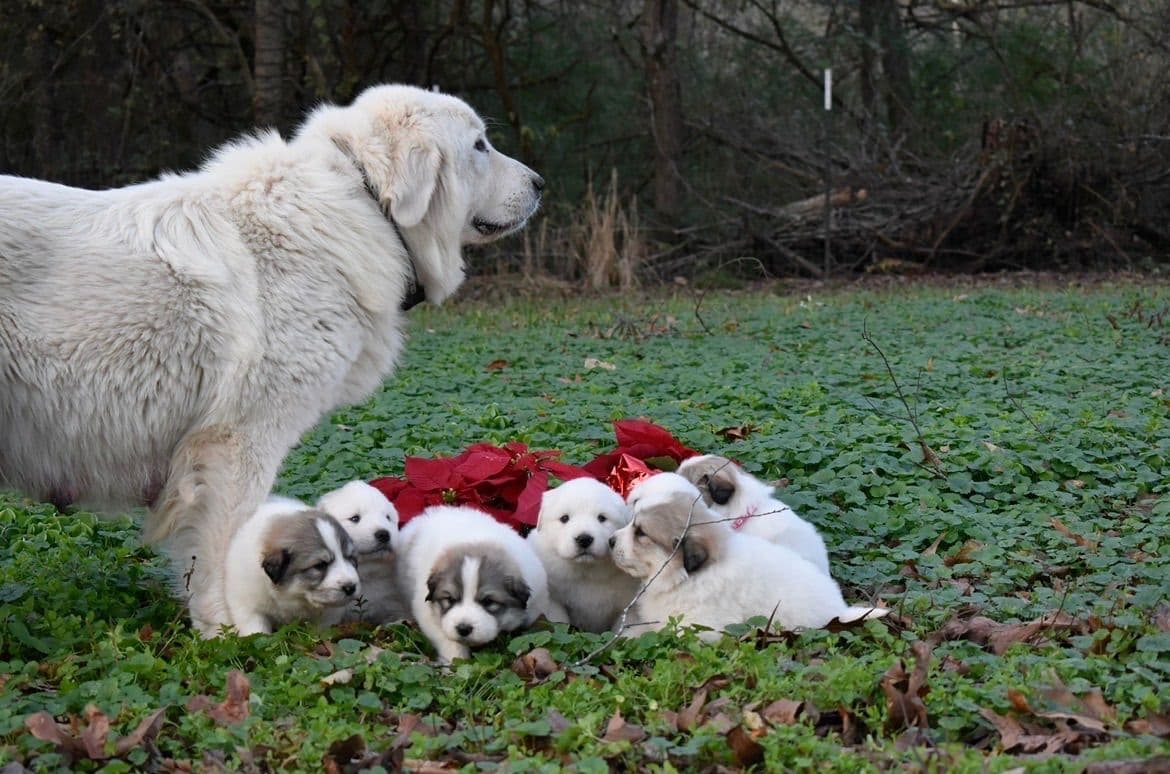 OFA Pups Coming This Fall! breeder image 5