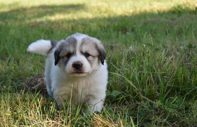 OFA Pups Coming This Fall! media 2