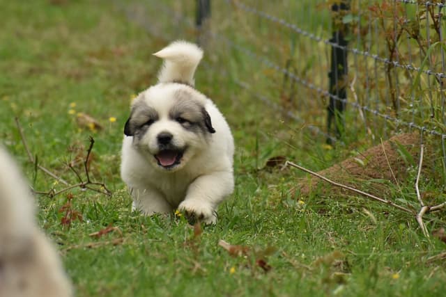 OFA Pups Coming This Fall! media 3