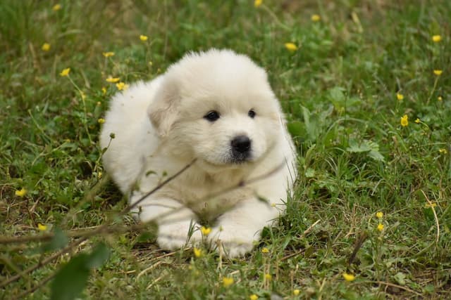 OFA Pups Coming This Fall! media 4