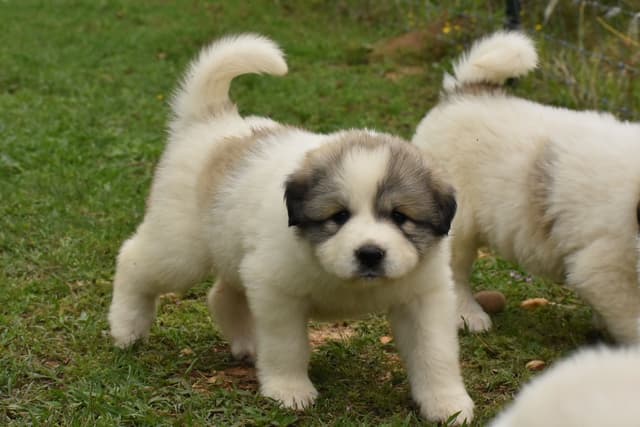 OFA Pups Coming This Fall! media 5