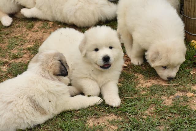 OFA Pups Coming This Fall! media 6