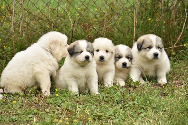 OFA Pups Coming This Fall! media 7