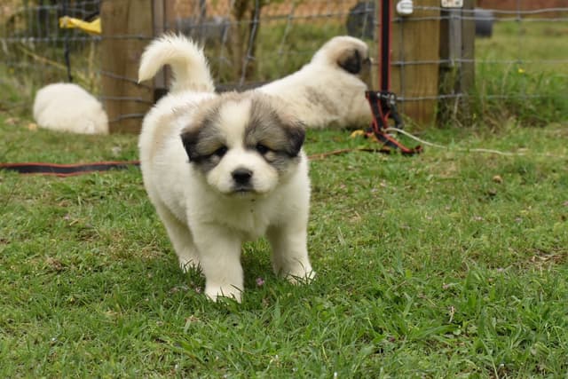 OFA Pups Coming This Fall! media 8