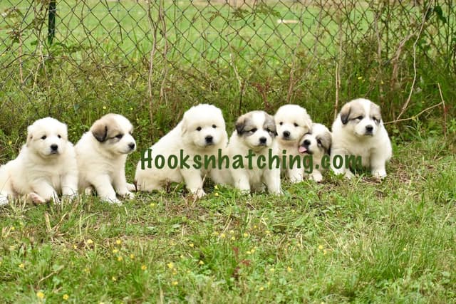 OFA Pups Coming This Fall! media 9