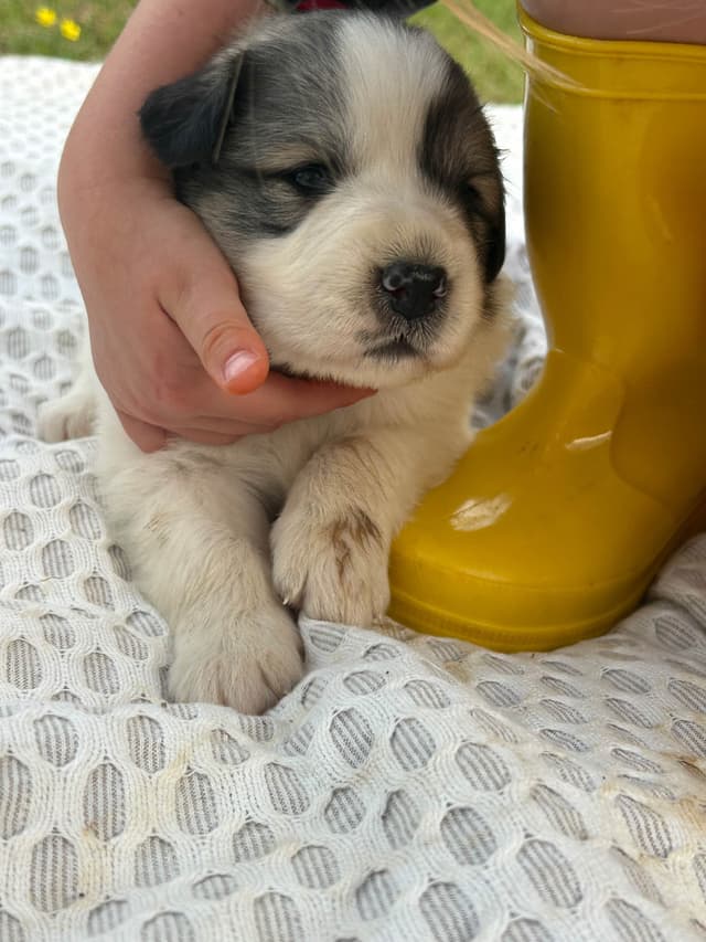 OFA Pups Coming This Fall! media 10