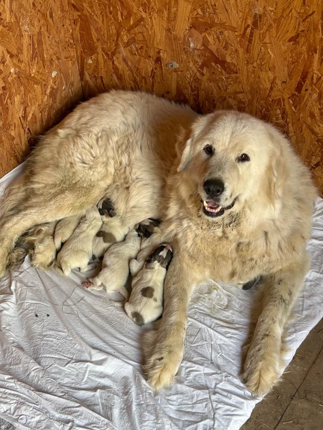 OFA Pups Coming This Fall! media 11
