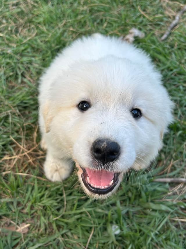 OFA Pups Coming This Fall! media 14