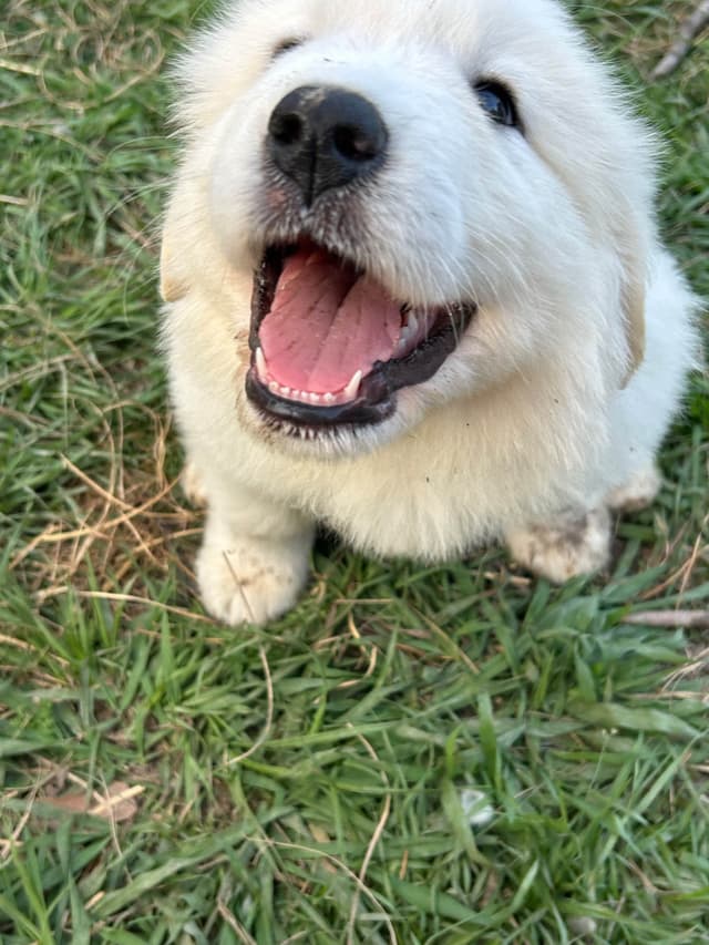 OFA Pups Coming This Fall! media 15