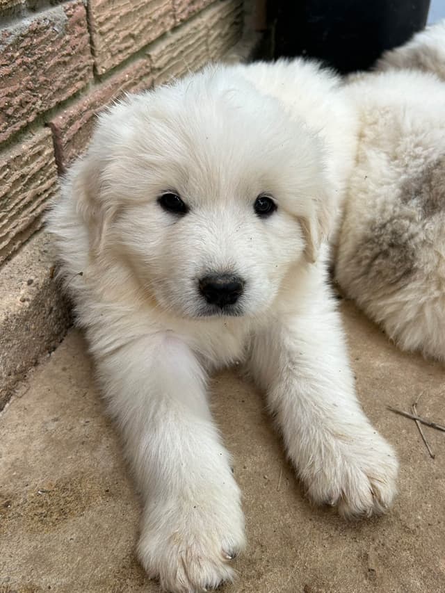 OFA Pups Coming This Fall! media 17