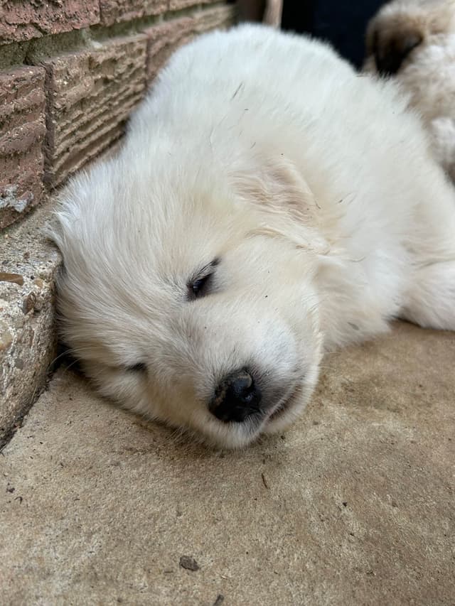 OFA Pups Coming This Fall! media 18