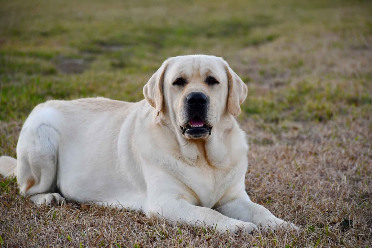 Labrador Retriever Puppies breeder image 1