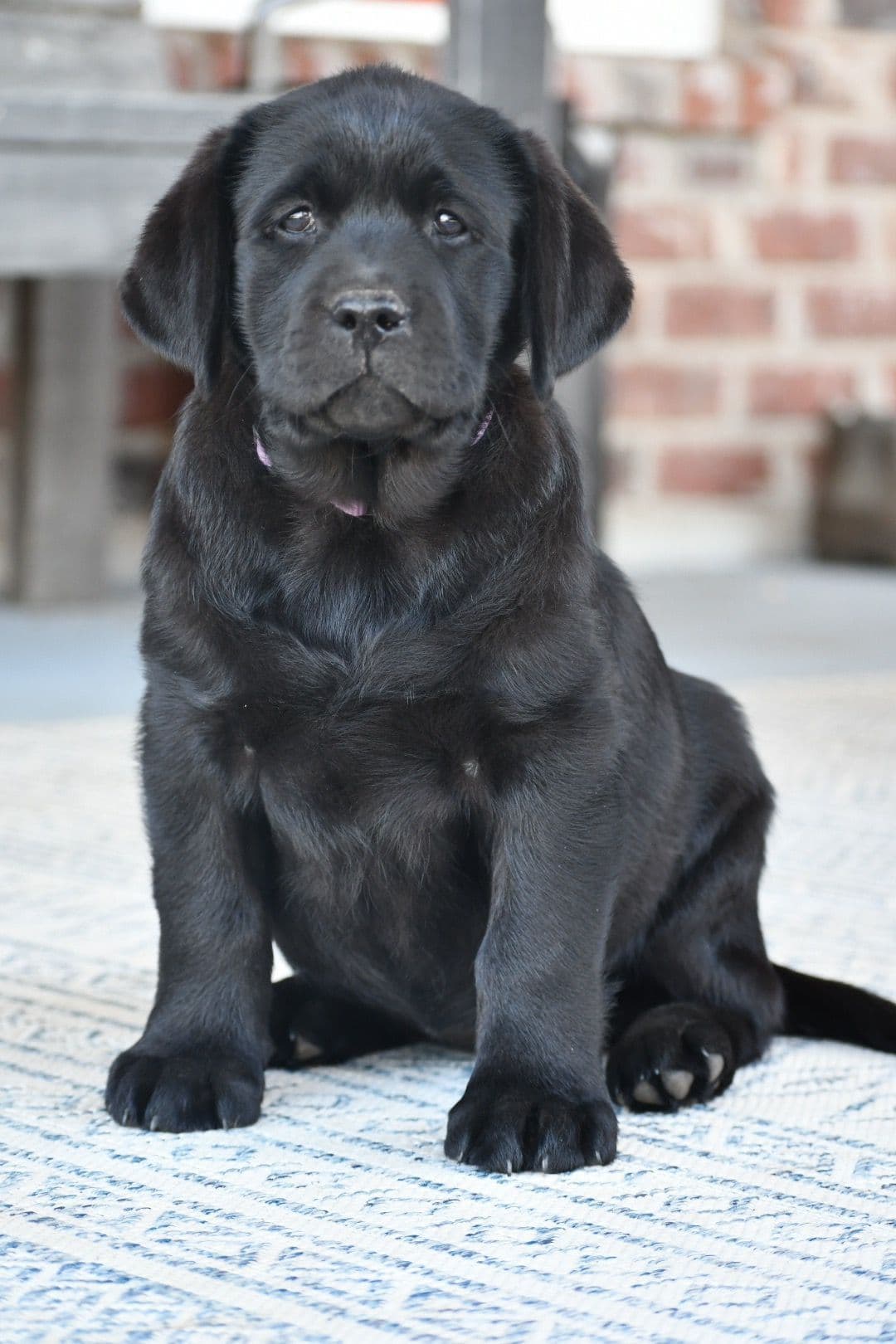 Labrador Retriever Puppies breeder image 2