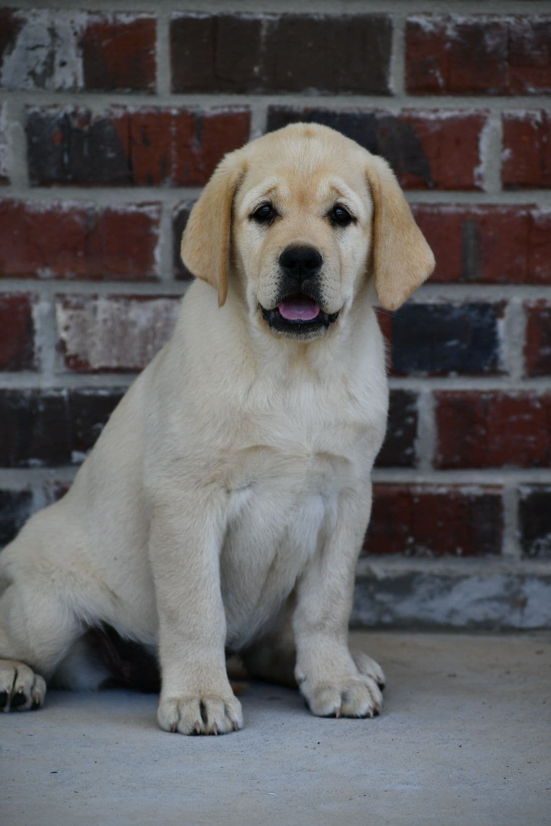 Labrador Retriever Puppies breeder image 3