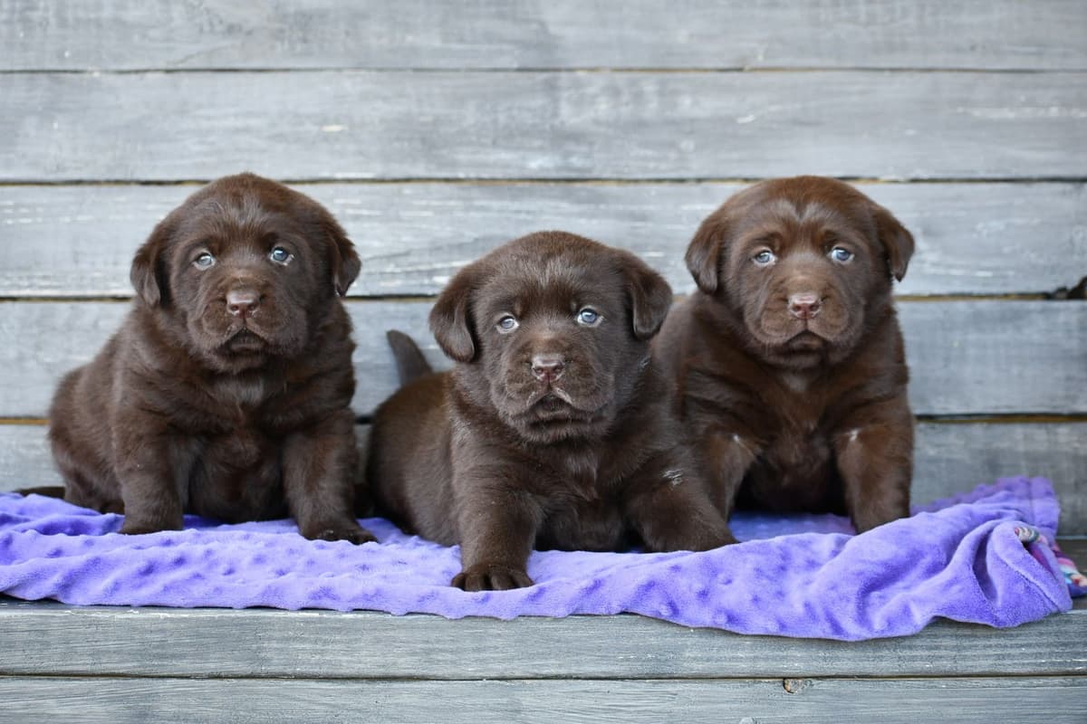 Labrador Retriever Puppies breeder image 4