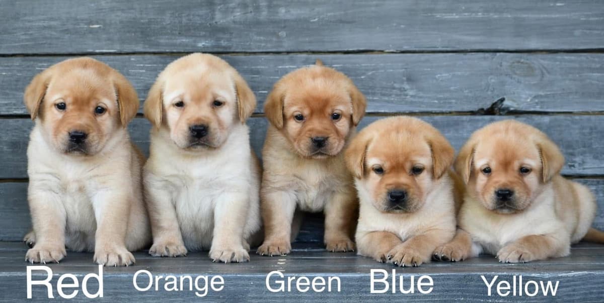 Labrador Retriever Puppies breeder image 5