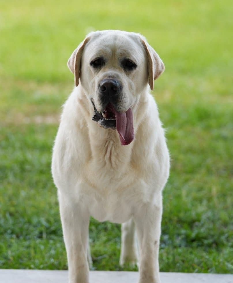 Labrador Retriever Puppies breeder image 7