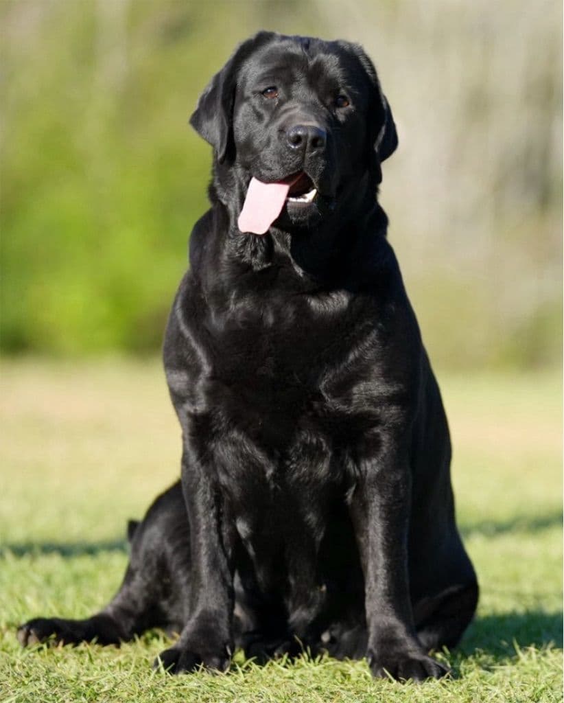 Labrador Retriever Puppies breeder image 13