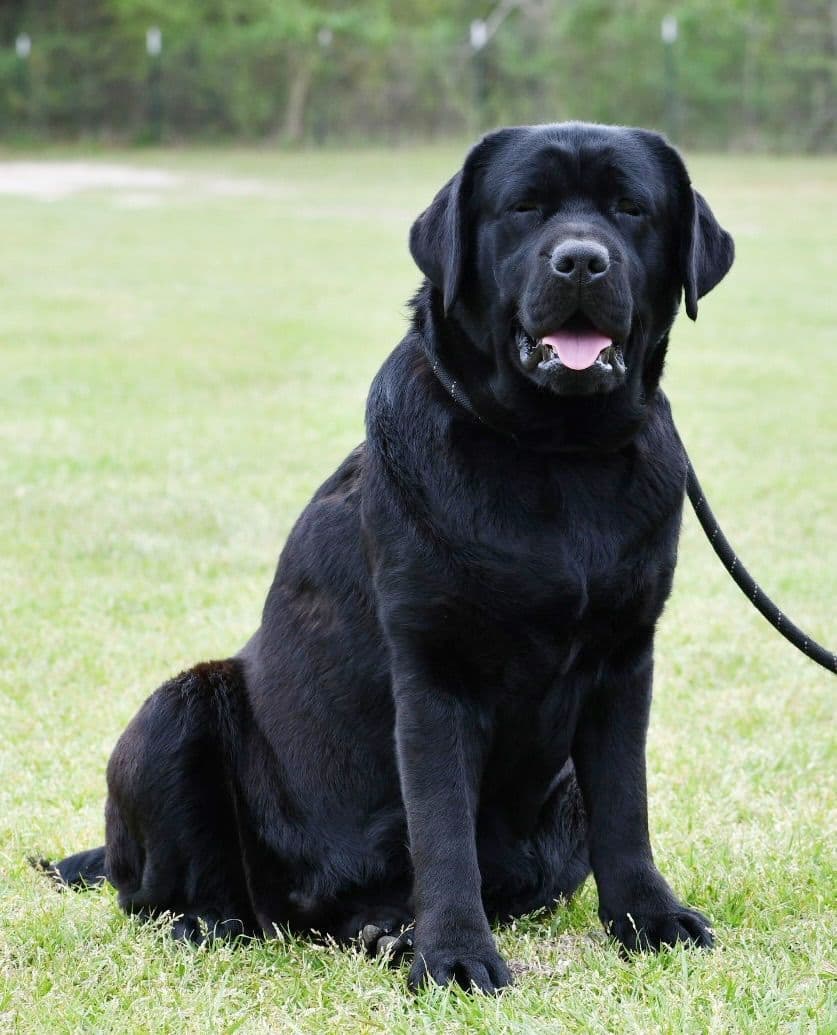 Labrador Retriever Puppies breeder image 16