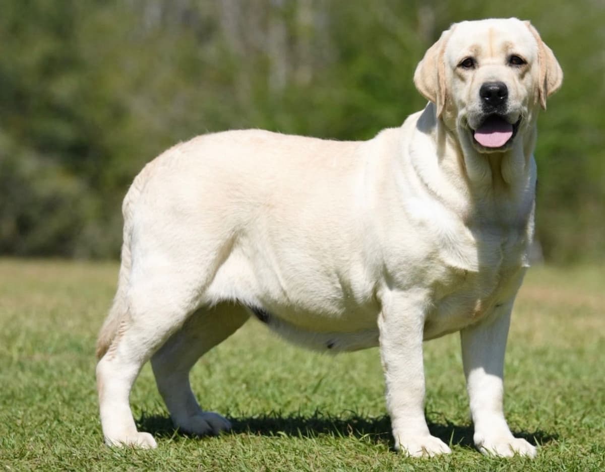 Labrador Retriever Puppies breeder image 19