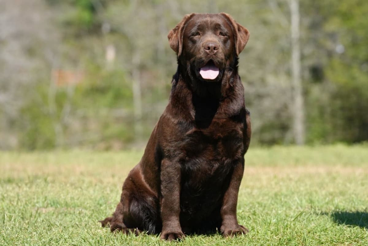 Labrador Retriever Puppies breeder image 17