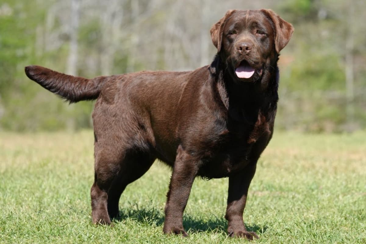 Labrador Retriever Puppies breeder image 18