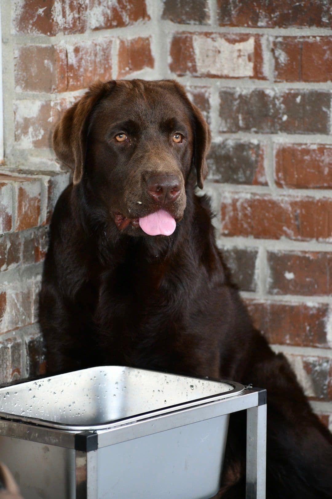 Labrador Retriever Puppies breeder image 15