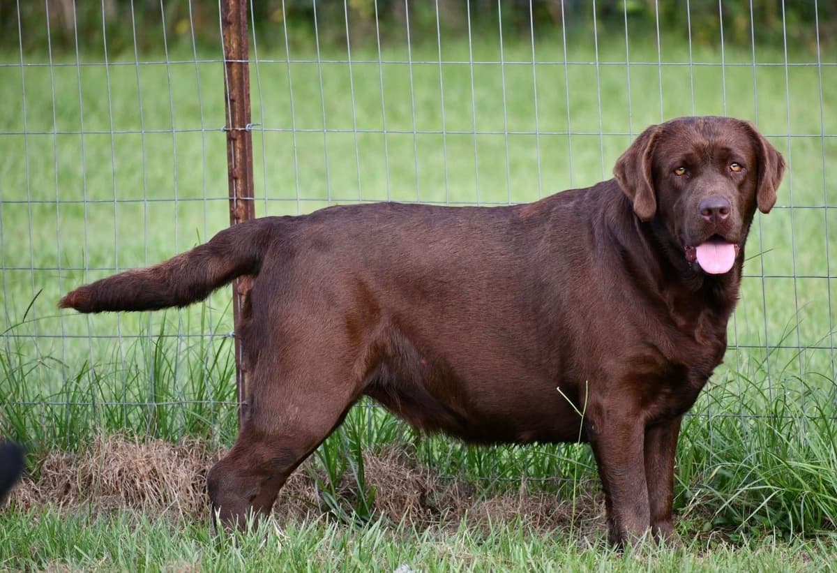 Labrador Retriever Puppies breeder image 22