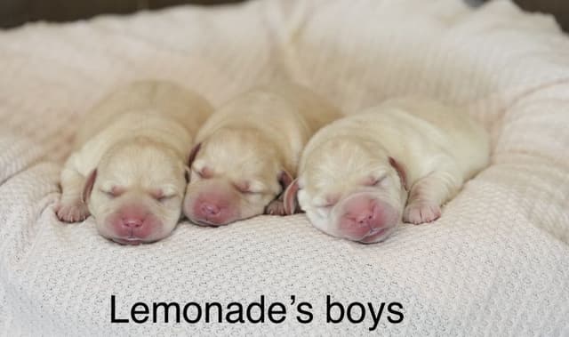 Labrador Retriever Puppies media 2