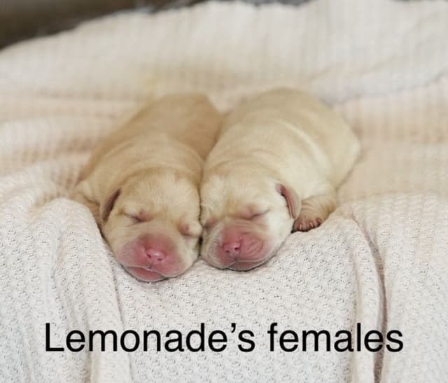Labrador Retriever Puppies media 3