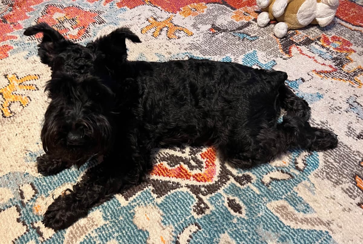 Miniature Schnauzer Puppies breeder image 3