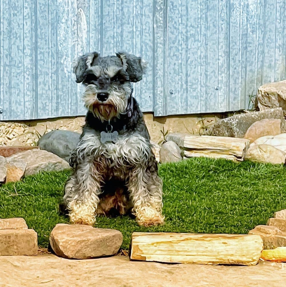 Miniature Schnauzer Puppies breeder image 5