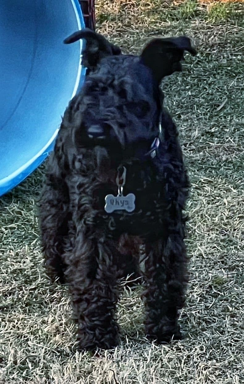 Miniature Schnauzer Puppies breeder image 7