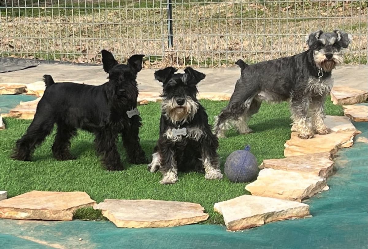 Miniature Schnauzer Puppies breeder image 9