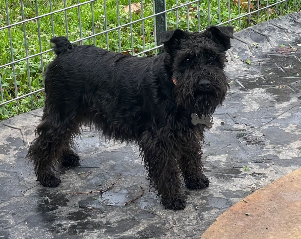 Miniature Schnauzer Puppies breeder image 10