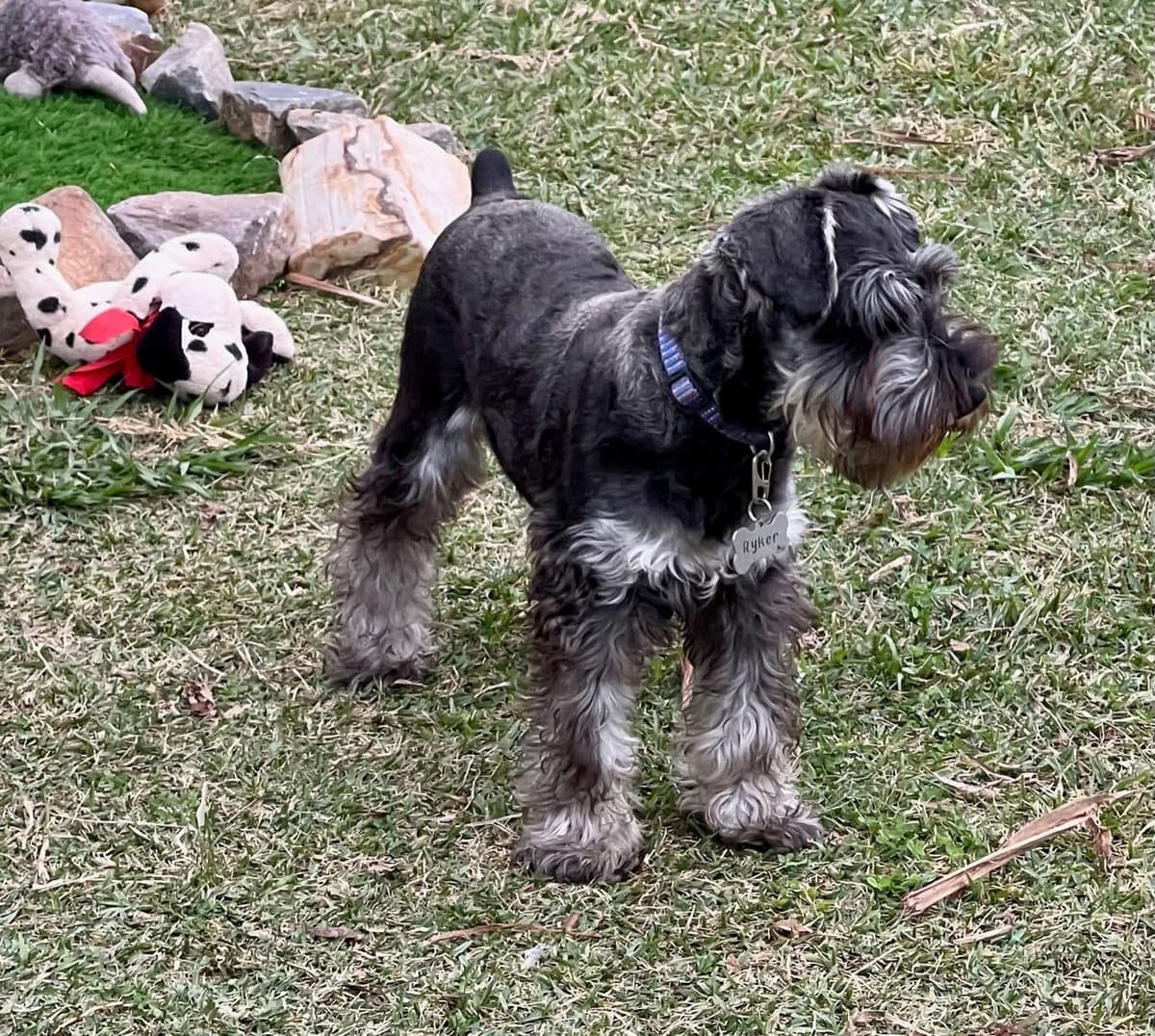 Miniature Schnauzer Puppies breeder image 11