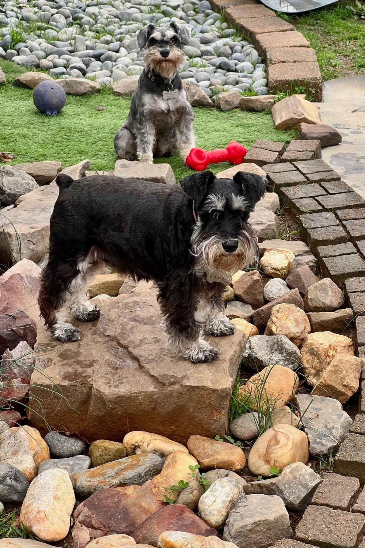 Miniature Schnauzer Puppies breeder image 12