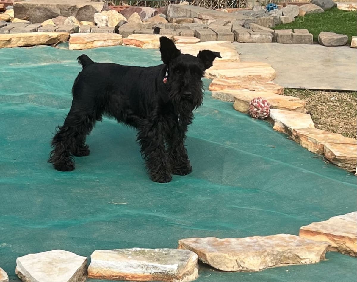 Miniature Schnauzer Puppies breeder image 13
