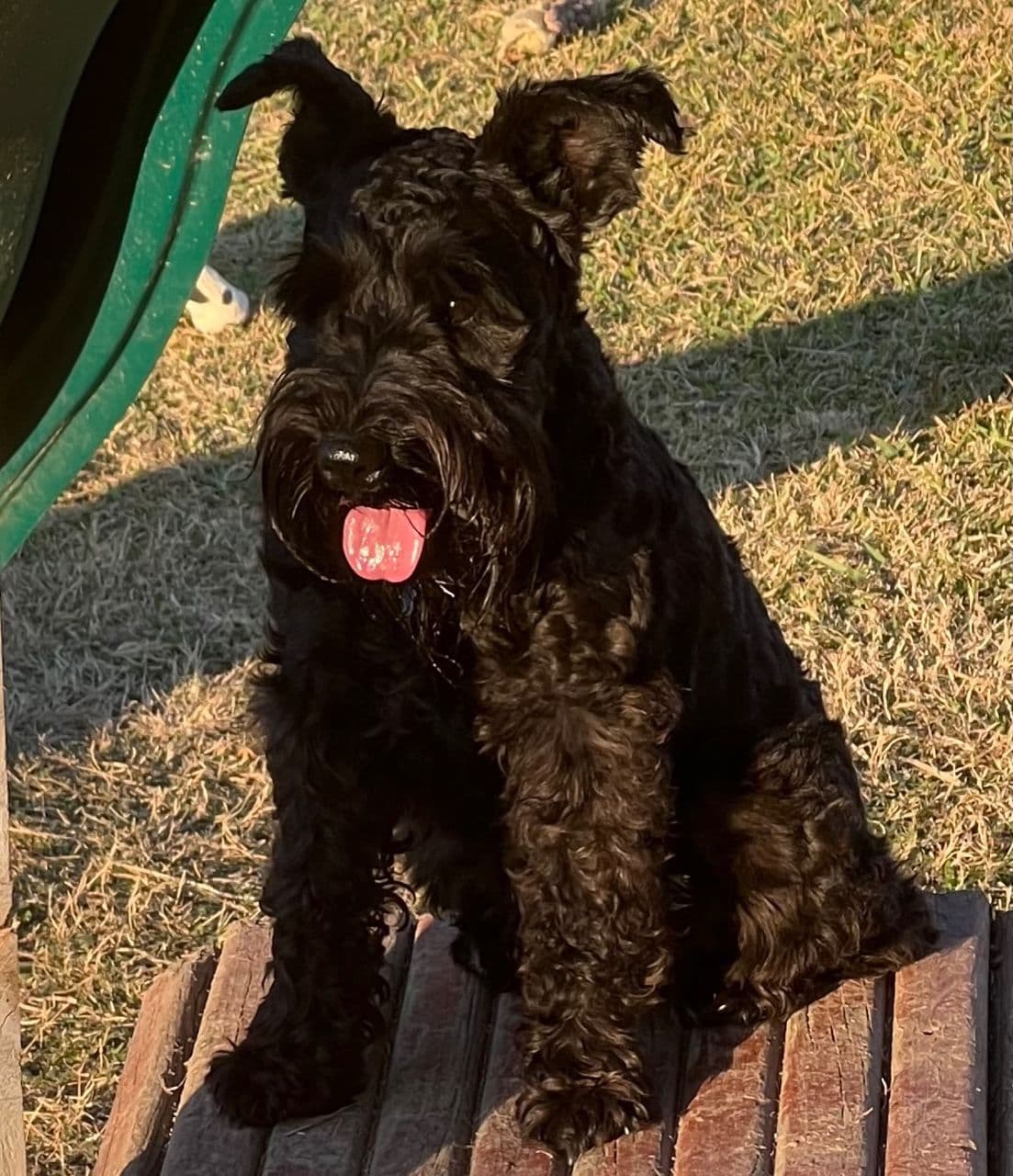 Miniature Schnauzer Puppies breeder image 14