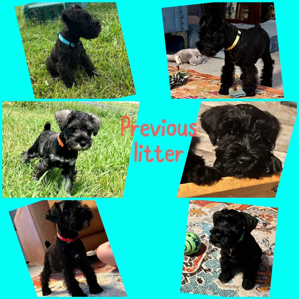 Miniature Schnauzer Puppies breeder image 15