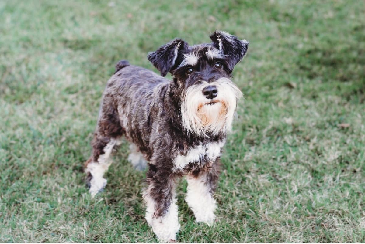Miniature Schnauzer Puppies breeder image 16