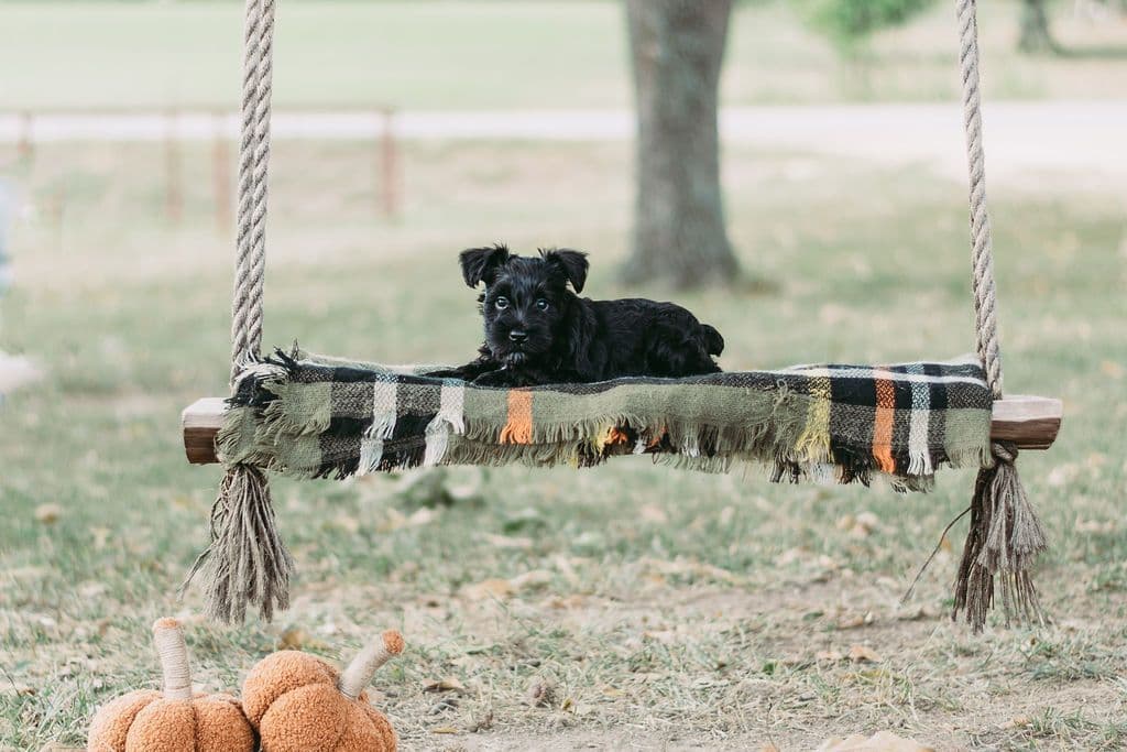 Miniature Schnauzer Puppies breeder image 17