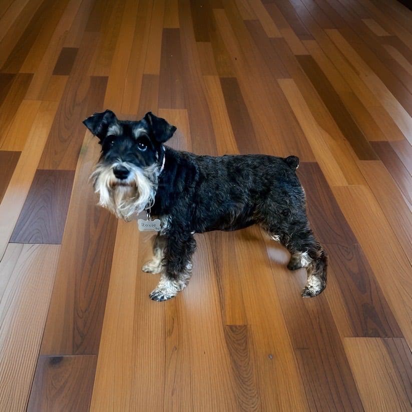 Miniature Schnauzer Puppies breeder image 18