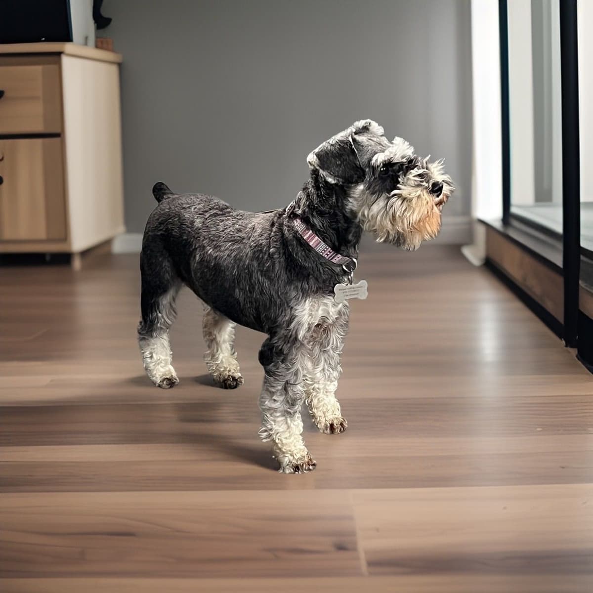 Miniature Schnauzer Puppies breeder image 19